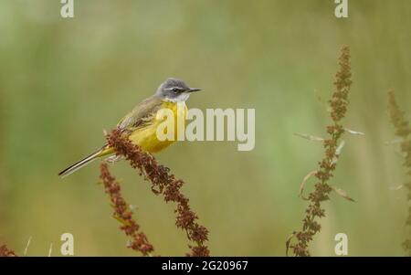 WESTERN Yellow Wagtail, Spanischer Wagtail (Motacilla flava iberiae) erwachsener Rüde, auf trockenem Unkraut sitzend, Andalusien, Spanien. Stockfoto