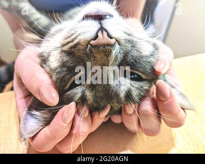 Frau streichelte ihre schöne flauschige Katze. Haustiere, Freundschaft, Vertrauen, Liebe, Lifestyle-Konzept. Freund des Menschen. Tierliebhaber Stockfoto