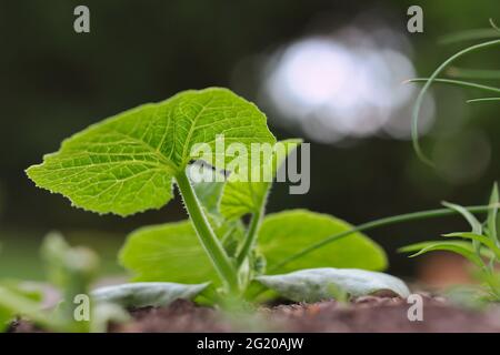 Grüner junger Kürbis im Garten. Blatt von Cucurbita Pepo mit Bokeh Hintergrund. Nahaufnahme der Pflanze im Wachstum. Stockfoto