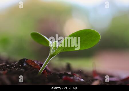 Ein junger Kürbis sprout im Gartenboden. Cucurbita Pepo wird im Frühling in fruchtbarem Boden anbauen. Stockfoto