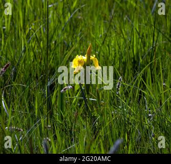 Gelbe Iris, Iris pseudacorus wächst auf Wasserwiese Stockfoto