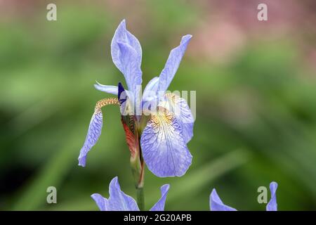 Iris sibirica „Ottawa“ Stockfoto