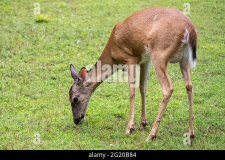 Wildschwanzhirsche (Odocoileus virginianus) grasen auf dem Rasen einer privaten Residenz in Roswell, Georgia, in der Nähe des Chattahoochee River. (USA) Stockfoto