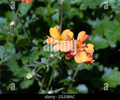 Geum 'Prinses Juliana' Stockfoto