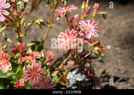 Lewisia cotyledon Regenbogen Stockfoto