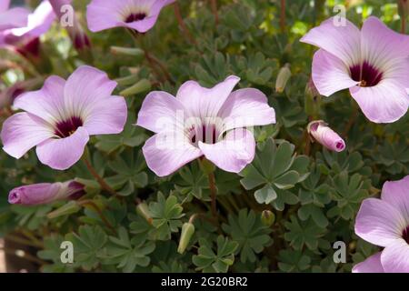 Oxalis Dark Eye Stockfoto