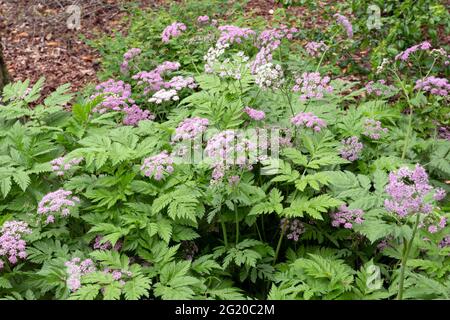 Chaerophyllum Hirsutum 'Roseum' Stockfoto