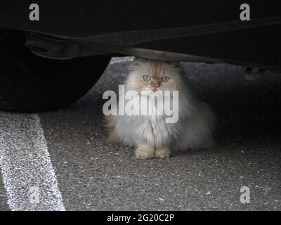 Katze versteckt sich unter einem Auto und schaut dich an Stockfoto