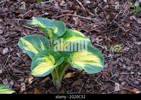 Hosta „große Erwartungen“ (sieboldiana) Stockfoto