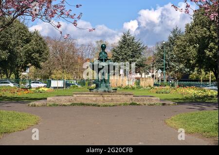 Zentrierte Morgenansicht dunkelgrün alten Brunnen gegen Frühling rosa Kirsche (Prunus Shogetsu Oku Miyako) blühenden Baum, Herbert Park Stockfoto