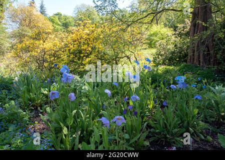 Meconopsis (fruchtbare blaue Gruppe) „Moppkopf“ Stockfoto