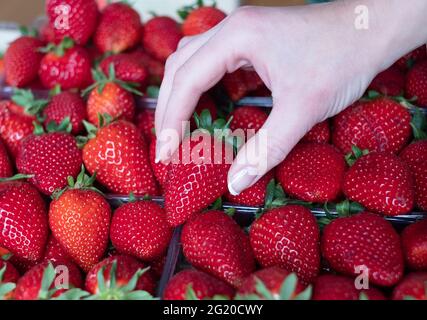 Handverlesene frische griechische Früchte. Vollformat. Stockfoto