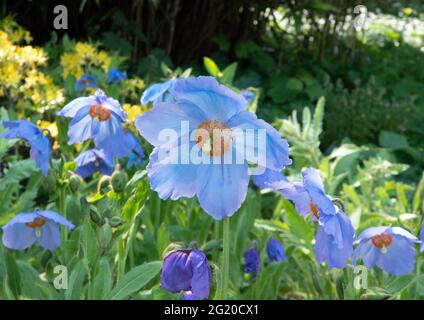 Meconopsis (fruchtbare blaue Gruppe) „Moppkopf“ Stockfoto