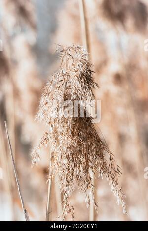 Trockenes Schilf aus nächster Nähe. Pampas Gras auf einem hellen Hintergrund. Trendige weiche flauschige Pflanze. Samen in neutralen Tönen. Stockfoto