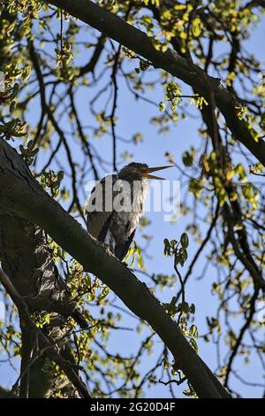 Schöne Nahaufnahme des langbeinigen Graureiher (Ardea Cinerea), der auf einem frühlingsblühenden Kastanienbaum im Herbert Park, Dublin, Irland, sitzt und sich ausruht Stockfoto