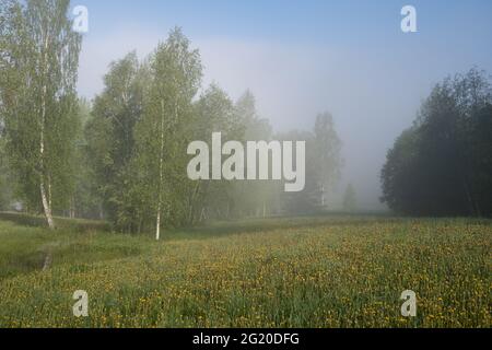 Morgennebel, Morgens Dandelionenfeld Stockfoto