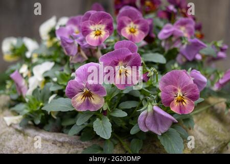 Bunte Stiefmütterchen in einer alten Gartenvase Stockfoto