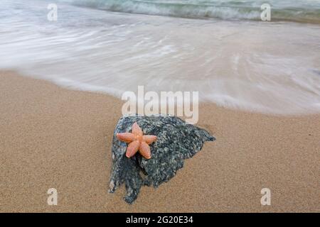 Tote Seesterne / Seesterne / Zuckerseesterne (Astéias rubens), die an einem Sandstrand entlang der Nordseeküste an Land gespült werden Stockfoto