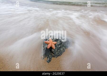 Tote Seesterne / Seesterne / Zuckerseesterne (Astéias rubens), die an einem Sandstrand entlang der Nordseeküste an Land gespült werden Stockfoto