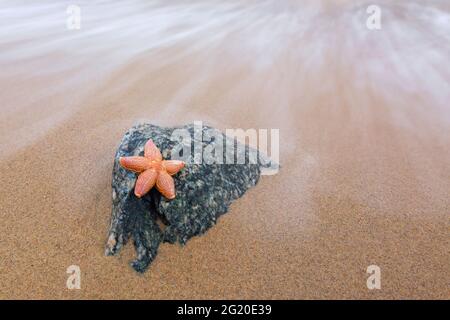 Tote Seesterne / Seesterne / Zuckerseesterne (Astéias rubens), die an einem Sandstrand entlang der Nordseeküste an Land gespült werden Stockfoto