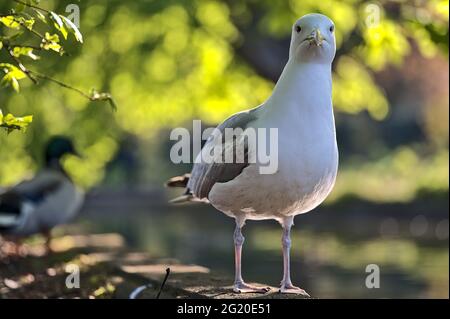 Wunderschöne Nahaufnahme der großen Möwe (Larus canus), die in Frühlingsfarben am Teichrand im Herbert Park, Dublin, Irland, sitzt und sich ausruht Stockfoto