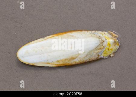 Cuttlebone gewaschen an Land am Sandstrand, Auftrieb Orgel und innere Schale der Gemeinsamen Europäischen Tintenfisch/cuttles (Sepia officinalis) Stockfoto