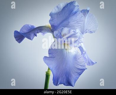 Iris pallida, die dalmatinische Iris oder süße Iris, ist eine winterharte, mehrjährige Pflanze der Gattung Iris, Familie Iridaceae Stockfoto