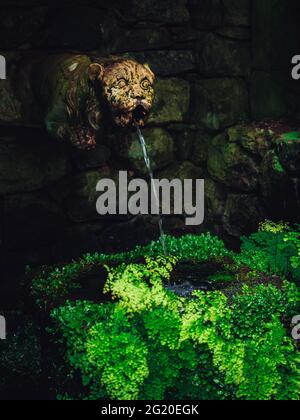 Goldener Tiger-Brunnen in den tropischen Gärten des Monte Palace in Madeira, Portugal Stockfoto