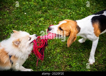 Zwei Hunde, die mit einem Seil an einem Tauziehen spielen Stockfoto