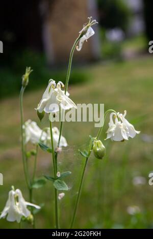 Weiße Akelei Blumen im Garten Stockfoto