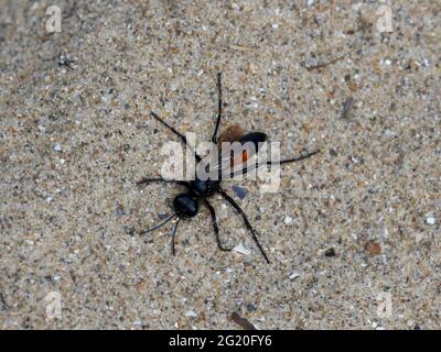 Die rotbanderige Sandwespe Ammophila sabulosa ruht auf warmem Sand, um ihre Flügel nach dem Auftauchen aus dem Bau in der Sanddüne vollständig entwickeln zu lassen Stockfoto