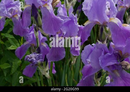 Vollformatbild von schönen Malve-Iris in Gartenumgebung Stockfoto