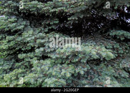 Die blaue Fichte, auch bekannt als grüne, weiße, Colorado- oder Colorado-blaue Fichte, ist eine Fichtenart. picea pungens. Grüner Hintergrund Stockfoto