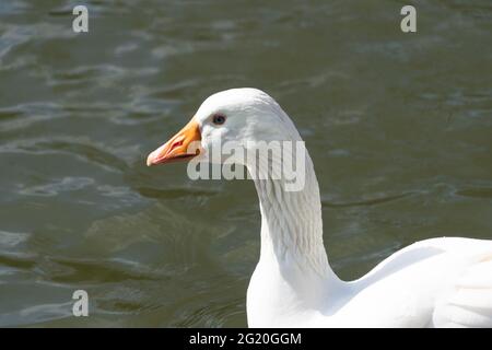 Nahaufnahme der Emden-Gänse. Einzelportrait einer Gans mit orangefarbenem Schnabel und blauem Auge Stockfoto