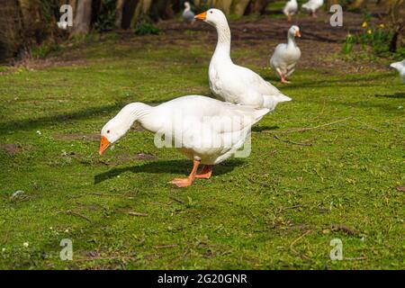 Nahaufnahme der Emden-Gänse. Einzelportrait einer Gans mit orangefarbenem Schnabel und blauem Auge Stockfoto