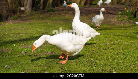 Nahaufnahme der Emden-Gänse. Einzelportrait einer Gans mit orangefarbenem Schnabel und blauem Auge Stockfoto