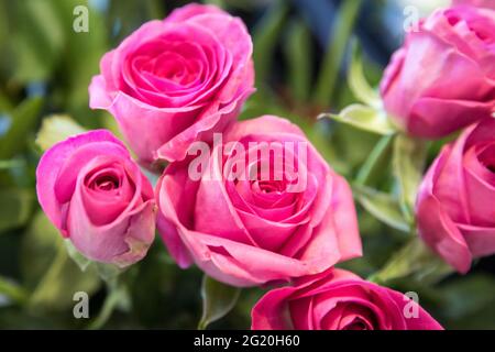Nahaufnahme von rosa Rosen Stockfoto