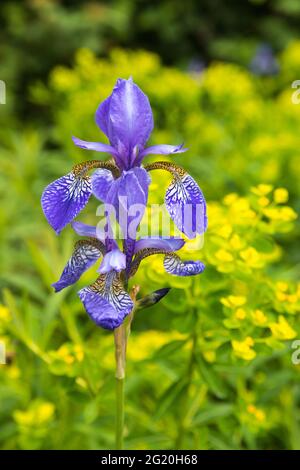 Nahaufnahme der Iris Stockfoto