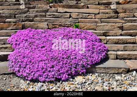 Frühjahrsblüte von rosa schleichendem Phlox - Phlox subulata oder Moos phlox im steinigen Garten. Mehrjährige Bodenabdeckung blühende Pflanze. Gartenarbeit, Blumenzucht Stockfoto