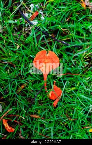 Frischer grüner Grasboden und Royal Poinciana-Blütenblätter als Hintergrund. Gefallen Royal Poinciana Blumen auf Gras für Tapete. Stockfoto