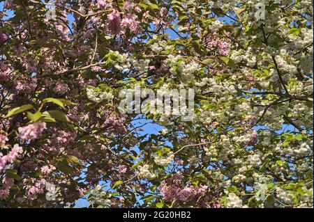 Nahaufnahme der zarten Frühlingsmischung aus weißen und rosa Kirschblüten (Prunus Shogetsu Oku Miyako), die vor blauem Himmel blühen, Herbert Park, Dublin Stockfoto