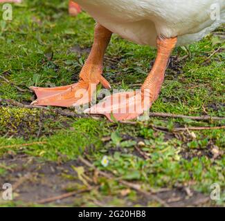 Nahaufnahme der Emden-Gänse. Einzelportrait einer Gans mit orangefarbenem Schnabel und blauem Auge Stockfoto