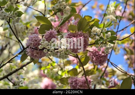 Nahaufnahme der zarten Frühlingsmischung aus weißen und rosa Kirschblüten (Prunus Shogetsu Oku Miyako), die vor blauem Himmel blühen, Herbert Park, Dublin Stockfoto