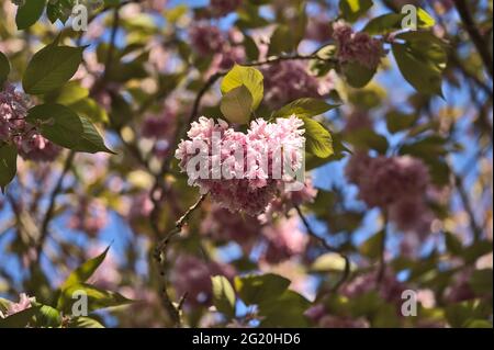 Schöne Nahaufnahme der zarten Frühlingskirsche (Prunus Shogetsu Oku Miyako) blüht am blauen Himmel, Herbert Park, Dublin, Irland. Stockfoto