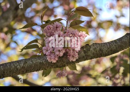 Schöne Nahaufnahme der zarten Frühlingskirsche (Prunus Shogetsu Oku Miyako) blüht am blauen Himmel, Herbert Park, Dublin, Irland. Stockfoto