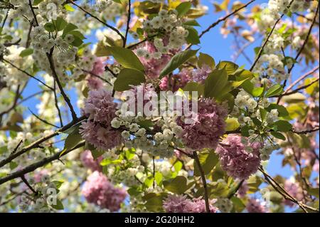 Nahaufnahme der zarten Frühlingsmischung aus weißen und rosa Kirschblüten (Prunus Shogetsu Oku Miyako), die vor blauem Himmel blühen, Herbert Park, Dublin Stockfoto