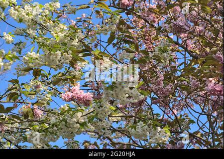 Nahaufnahme der zarten Frühlingsmischung aus weißen und rosa Kirschblüten (Prunus Shogetsu Oku Miyako), die vor blauem Himmel blühen, Herbert Park, Dublin Stockfoto