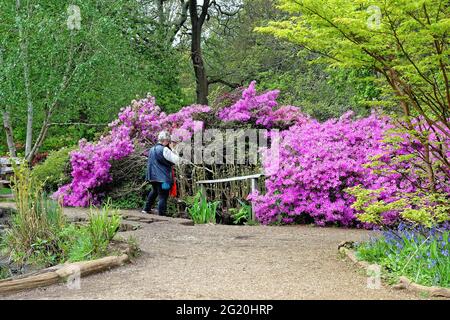 Die Isabella Plantation im Richmond Park mit Rhododendrons und Azaleen in voller Farbe an einem Frühlingstag, West London England Stockfoto