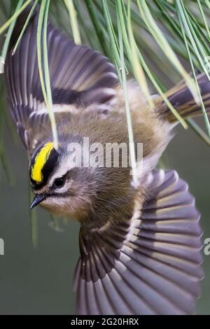 Goldkronenkönigl im Flug während des Frühjahrszuges Stockfoto