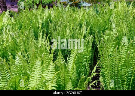 Nahaufnahme von neuen Farnblättern, die Muster und Textur erzeugen, England Stockfoto